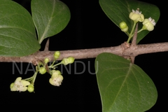 Canthium parviflorum